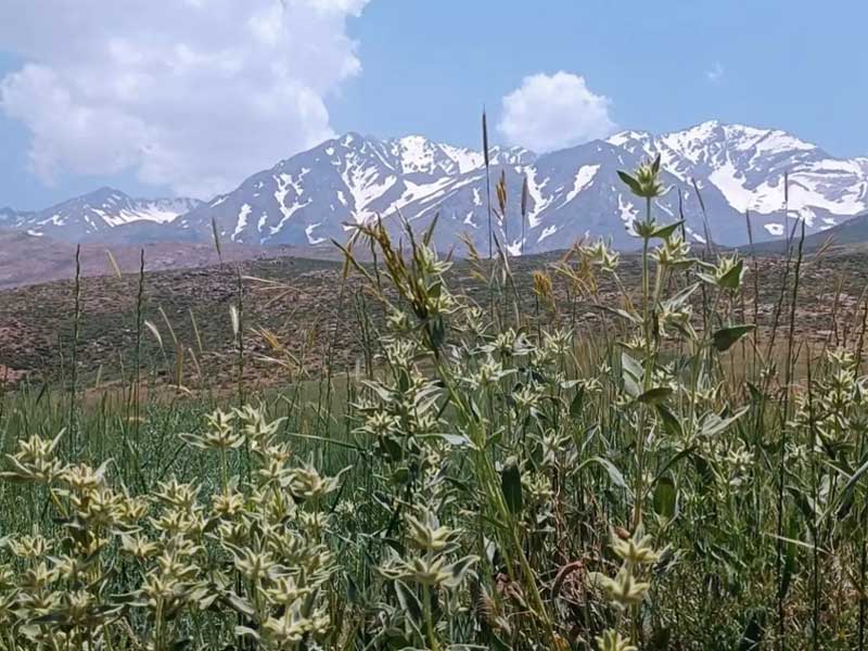 نمای زیبا اشترانکوه از گندم زارهای دیم در بالا دست روستای تیان