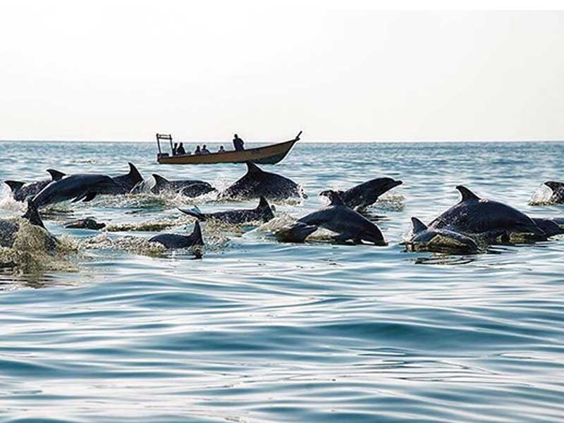 جزایر قشم و هنگام