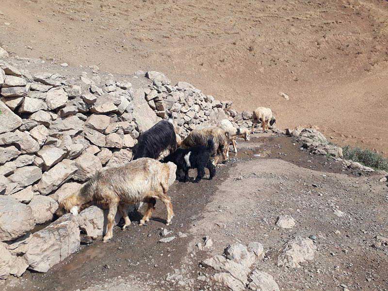 آبشخور مسیر قله ونیزان