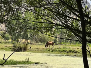 منطقه کهمان